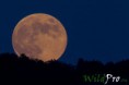 /album/galleria-foto-fotografia-naturalistica/mg-4782-megapxc-1200px-jpg/
